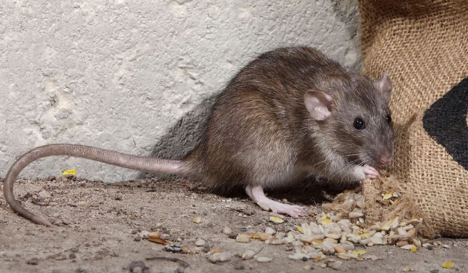 фото: Профессиональная дератизация в Дзержинске: <br/>+7-909-173-42-96