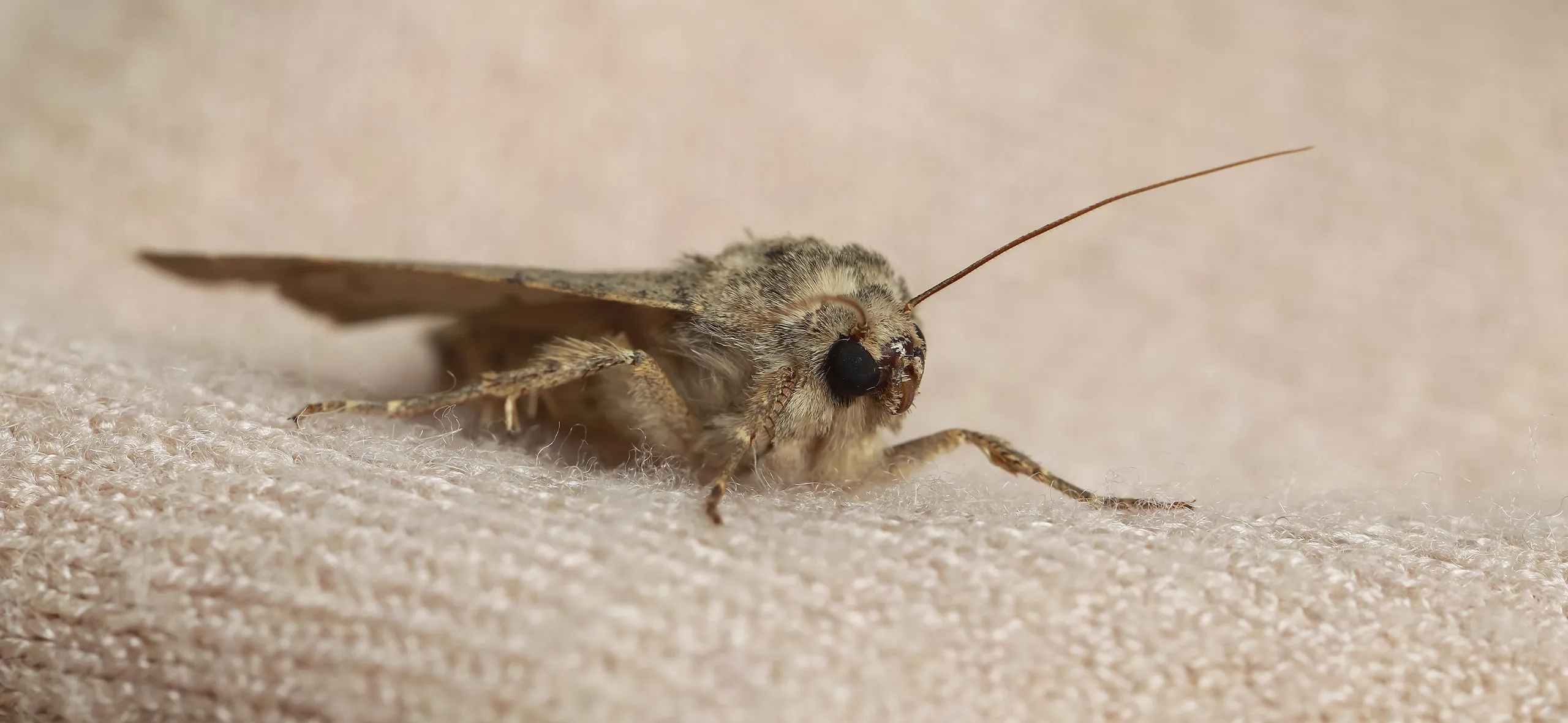 фото: Профессиональная обработка от моли в Дзержинске: <br/>+7-909-173-42-96